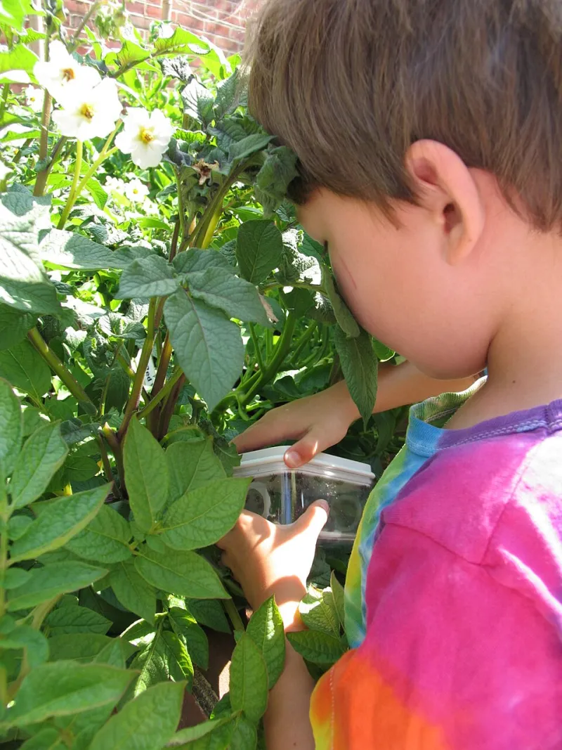 Pots, Patios, and Patience: A Beginner's Guide to Growing Food in Containers During Kitsap's Short Summers