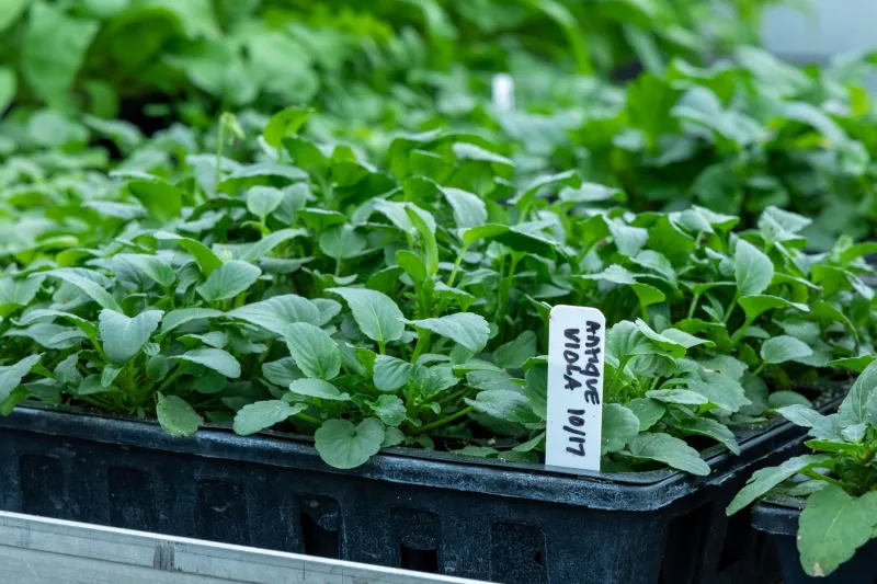 What That Little Tag Is Actually Telling You: A Kitsap Gardener's Guide to Reading Plant Labels