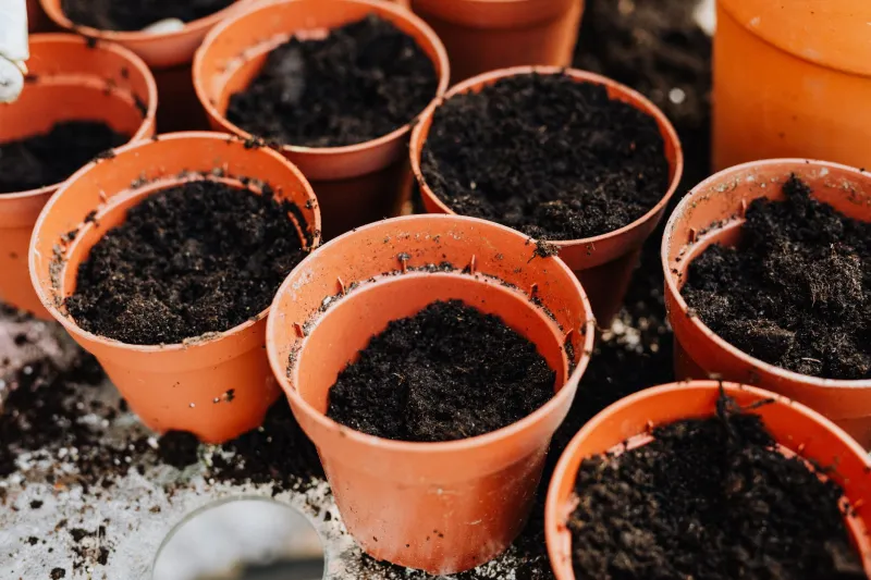 The First 30 Days: How to Keep Nursery Plants Alive After You Bring Them Home