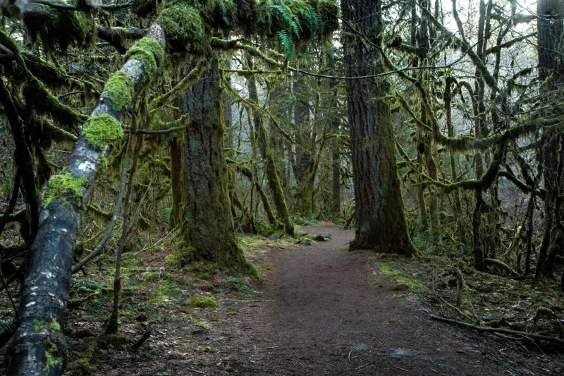 Green Creep: How Moss and Algae Are Quietly Taking Over Your Kitsap Garden (And What to Do About It)