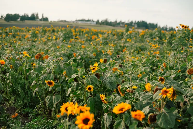 Your Year in the Garden: A Month-by-Month Planting Guide for Kitsap County