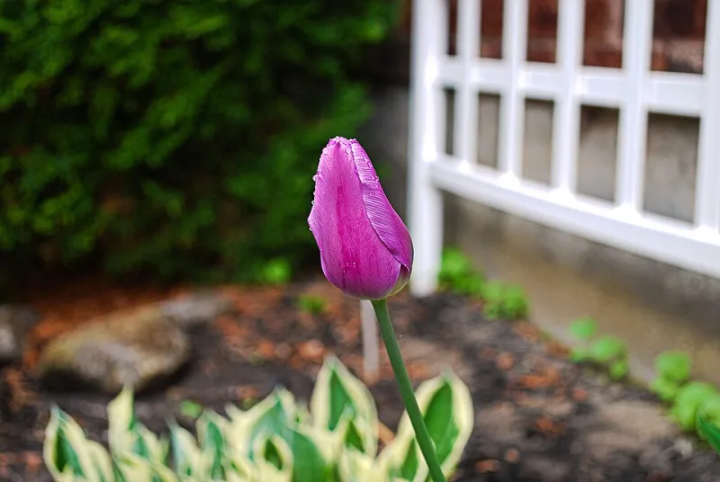 Get the Timing Right: Planting Spring Bulbs in Kitsap Without Losing Them to a Late Freeze