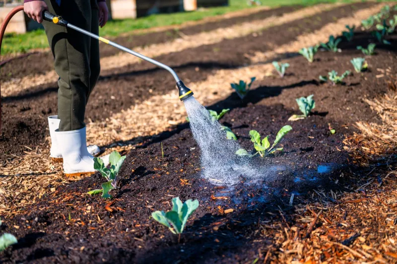 Hold Off on That Mulch: Why Spring Cleanup in Kitsap Needs Better Timing Than You Think