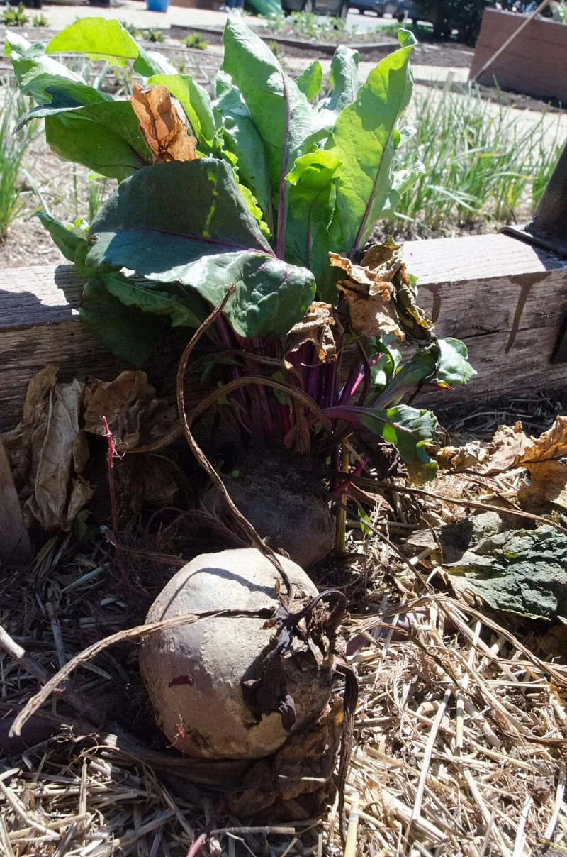 What Happens Underground Matters Most: Keeping Roots Alive Through Pacific Northwest Winters